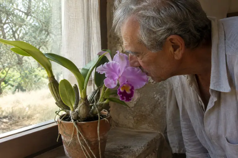 Un homme âgé respire une grande fleur rose mauve de Cattleya, cultivé en pot de terre cuite sur le rebord voilé d’une fenêtre de mas provençal