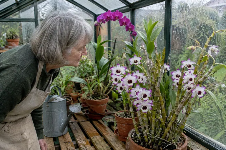 Dans une petite serre normande, une retraitée observe un Dendrobium nobile fleuri le long de ses cannes, à côté d’un Dendrobium type phalaenopsis
