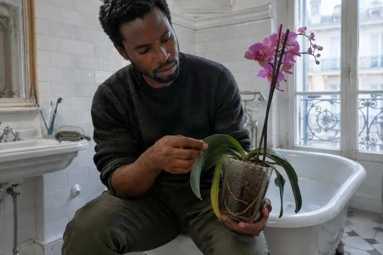 Un homme assis au bord d’une baignoire teste du bout des doigts la feuille molle et pendante d’un Phalaenopsis rose dans un pot transparent
