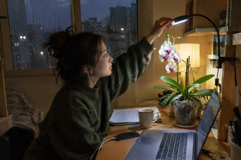 Le soir, dans un studio étudiant à Rennes, une jeune femme oriente une lampe horticole à pince au-dessus d’un Phalaenopsis blanc posé sur son bureau