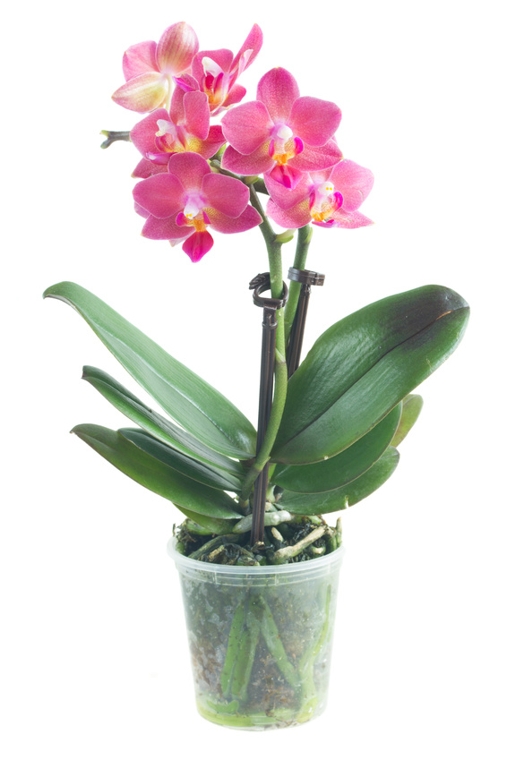Kit de rempotage pour Orchidée à petit prix